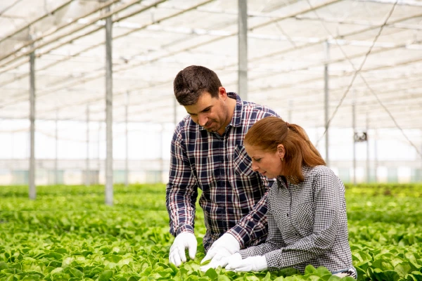 Farmers receiving business and tax consulting – Canberra Company farming tax advisory Santa Barbara CPA Steven Pybrum